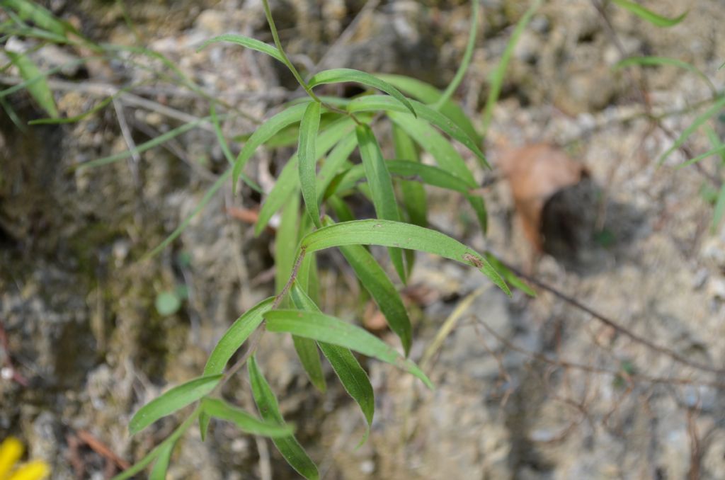 Santa Brigida:  Buphthalmum salicifolium subsp. salicifolium